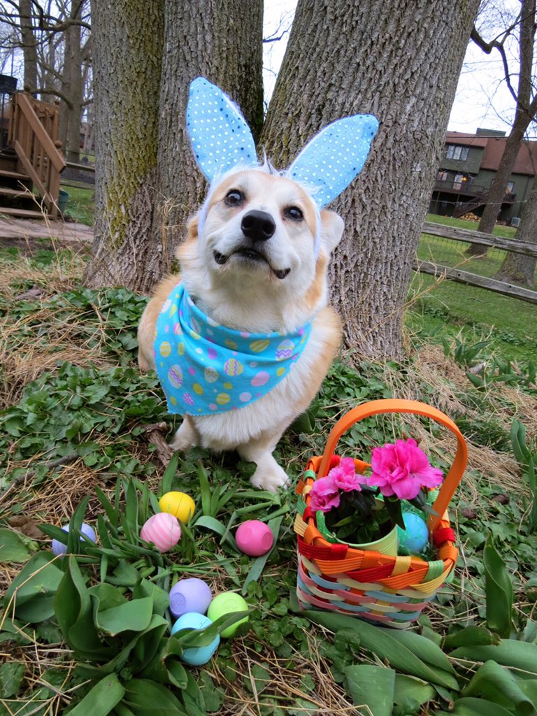 thatonekidnate_'s tweet photo. My fav bunnies on my blog https://t.co/QfD569wojv