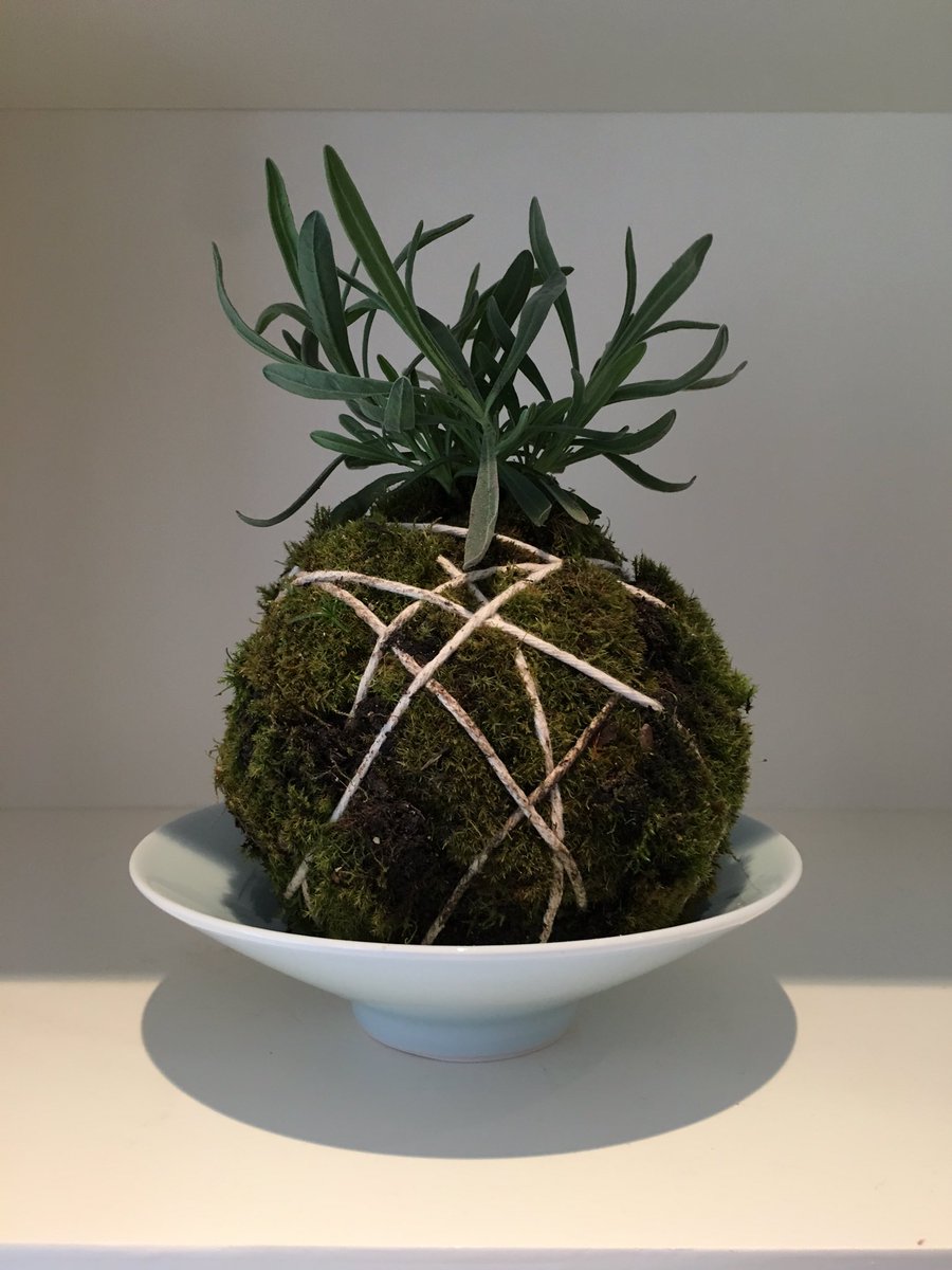 rochele's tweet photo. First pass at the art of #kokedama https://t.co/tLSJIXXVVv