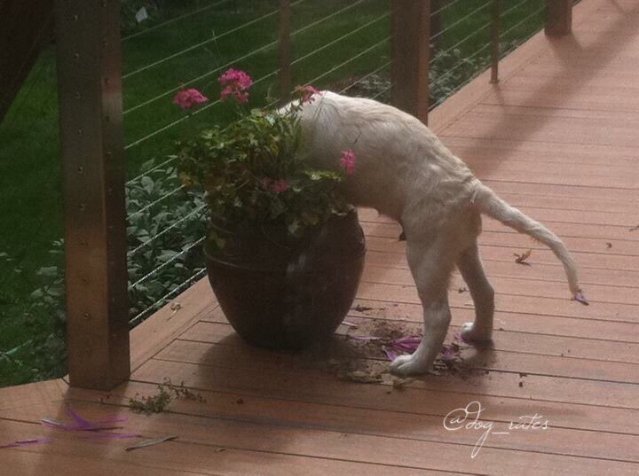dog_rates's tweet photo. This is Thumas. He hates potted plants. 8/10 wtf Thumas https://t.co/rDVueNIcEi
