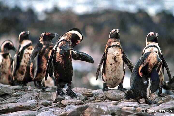 support_hacker's tweet image. Stop polluting the ocean.  #ocean #environment