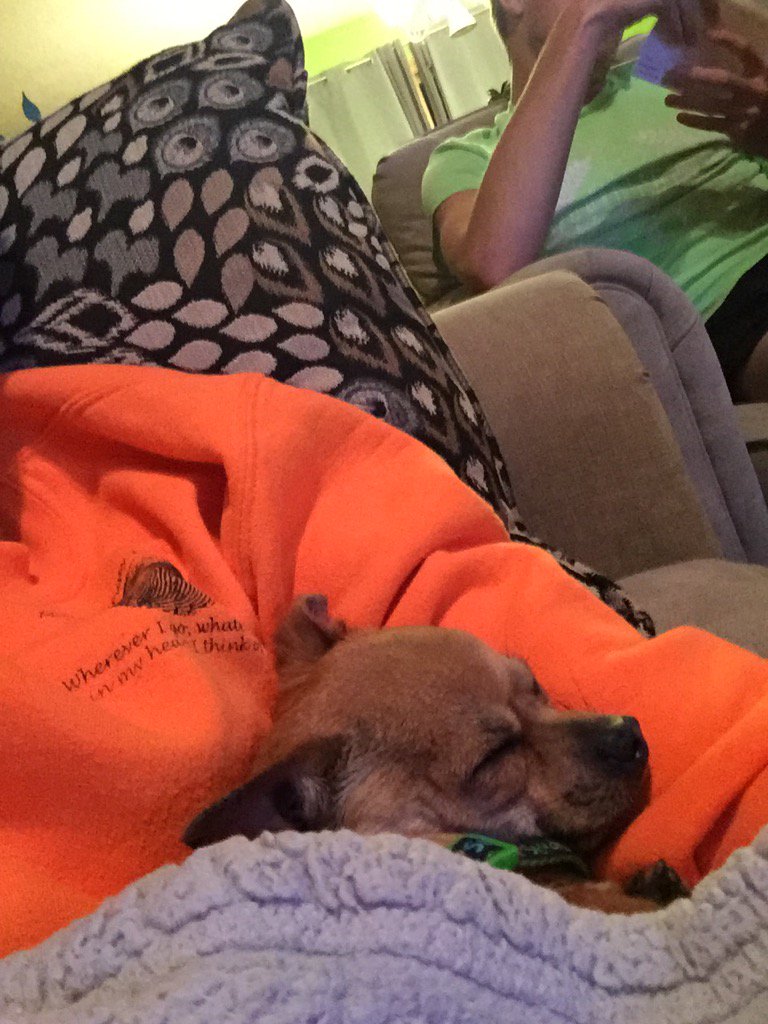CatherineAP's tweet photo. Been a long day, Tank's out for the count! https://t.co/Av2KVyQoOV