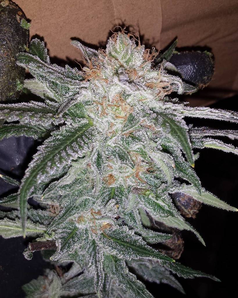 applejuice14431's tweet photo. Og kush
 #nectarassassins #microbelife  #ommp #wmmp  #topshelflife #KTLKUSH#kingdope420#dabs #dank#420#pdx#pnw#kush… https://t.co/htTgKRMxoW