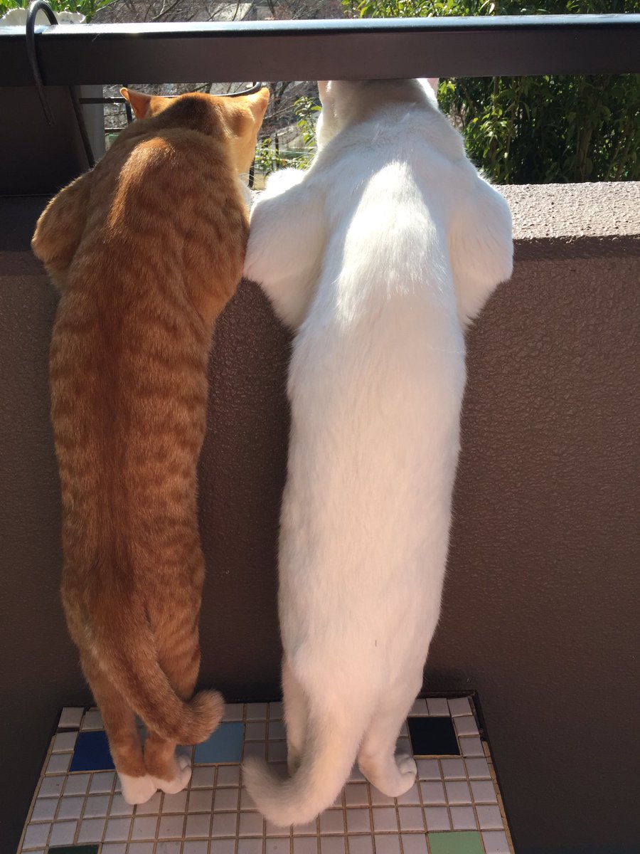Uzivatel くんちゃこすーまー ねこあか Na Twitteru ちゃこが成長 猫 猫好きさんと繋がりたい 茶トラ 白猫 後ろ姿猫 T Co V5cvuijct9