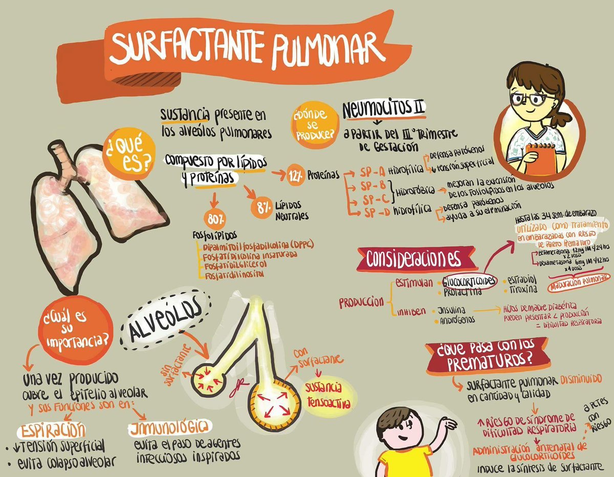 MedicinaCrash's tweet photo. Factor surfactante pulmonar. @drcarlosrepetto https://t.co/k8iFhEnsdI