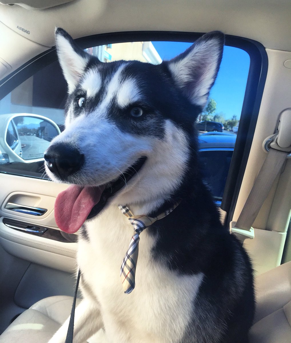 JODYHiGHROLLER's tweet photo. JODY HUSKY iN HiS EASTER SUNDAYS BEST WiTH THE BURBERRY TiE https://t.co/M2wQEOJITt