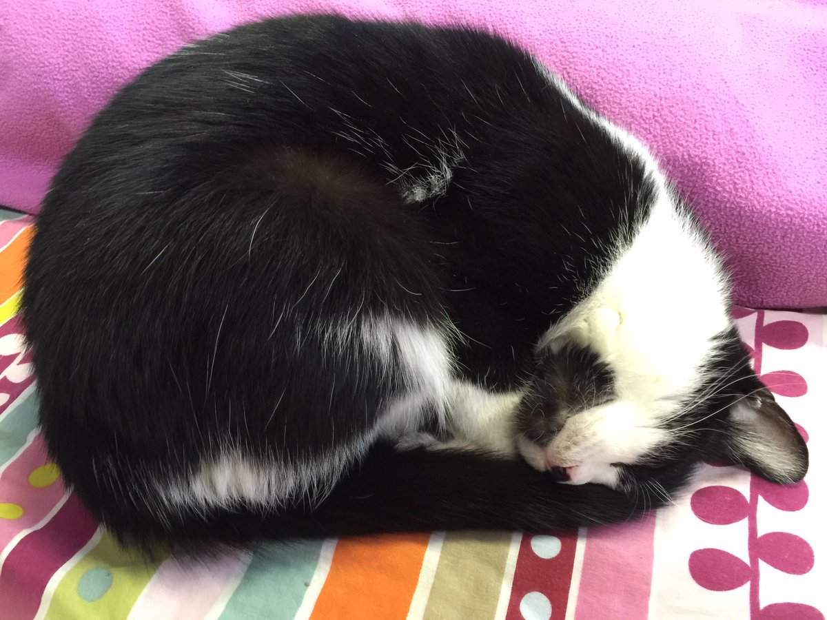 ShelterCatHSSCM's tweet photo. Can you believe the weekend is over? Sleep tight, friends #sleepkitty #bedtime #sheltercats #hsscm https://t.co/jIiqg2KnLC