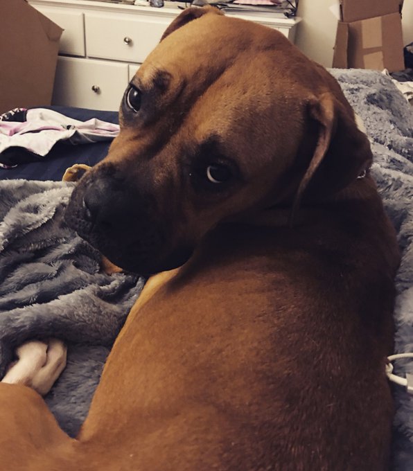 OMG WHO GOT THE BOXER HOME SIGN? 🐶 I wanna spoil back! @spoilmemaybe #dakotaskye https://t.co/pbMfQ6<a href="/tag/dakotaskye"class="tags"><span>#dakotaskye</span></a>