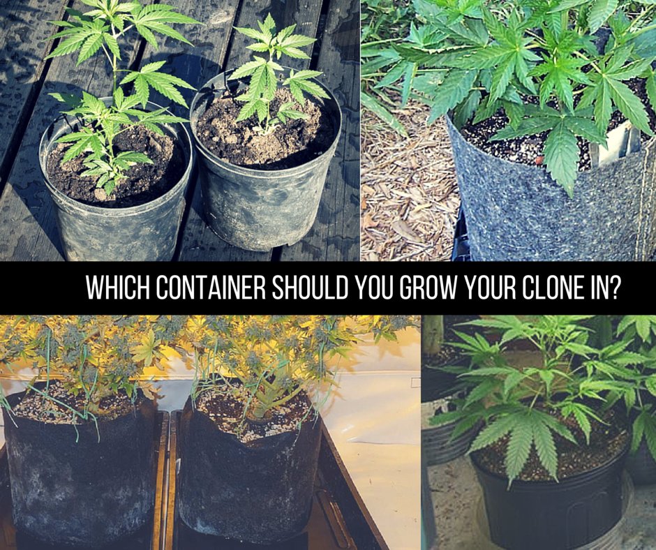 DNVRclonestore's tweet photo. Your plant container should offer breathability (think fabric pots)!  #RootForYou #DCS #marijuana https://t.co/M00wwGtcwB