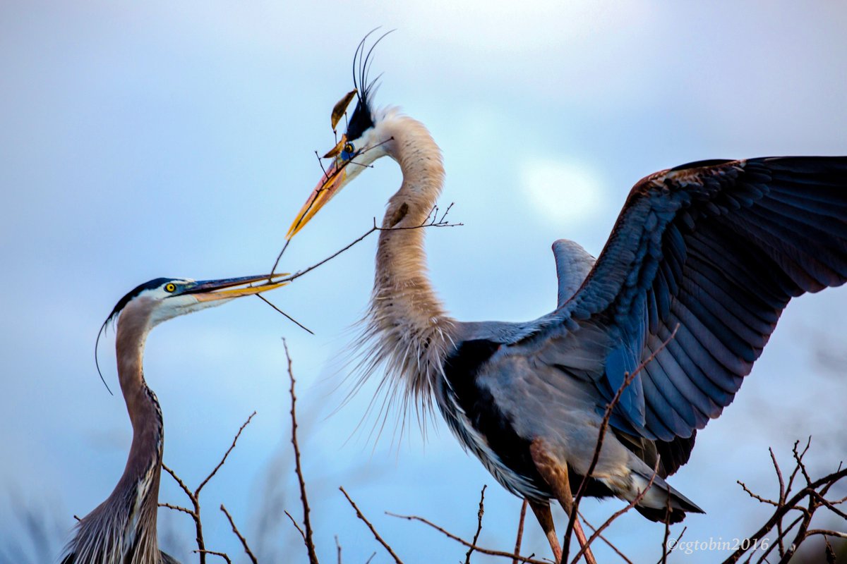 smartwoman123's tweet photo. The handoff...blue herons #birds, #nerons, #branch, #handoff, #wildlife, #naturephoto https://t.co/8ppmZjDMbI