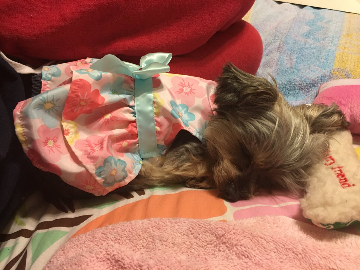DivaGeorgia's tweet photo. Setting up a Twitter account is exhausting. #firsttweet #Easterdress https://t.co/So3vu8T5qs