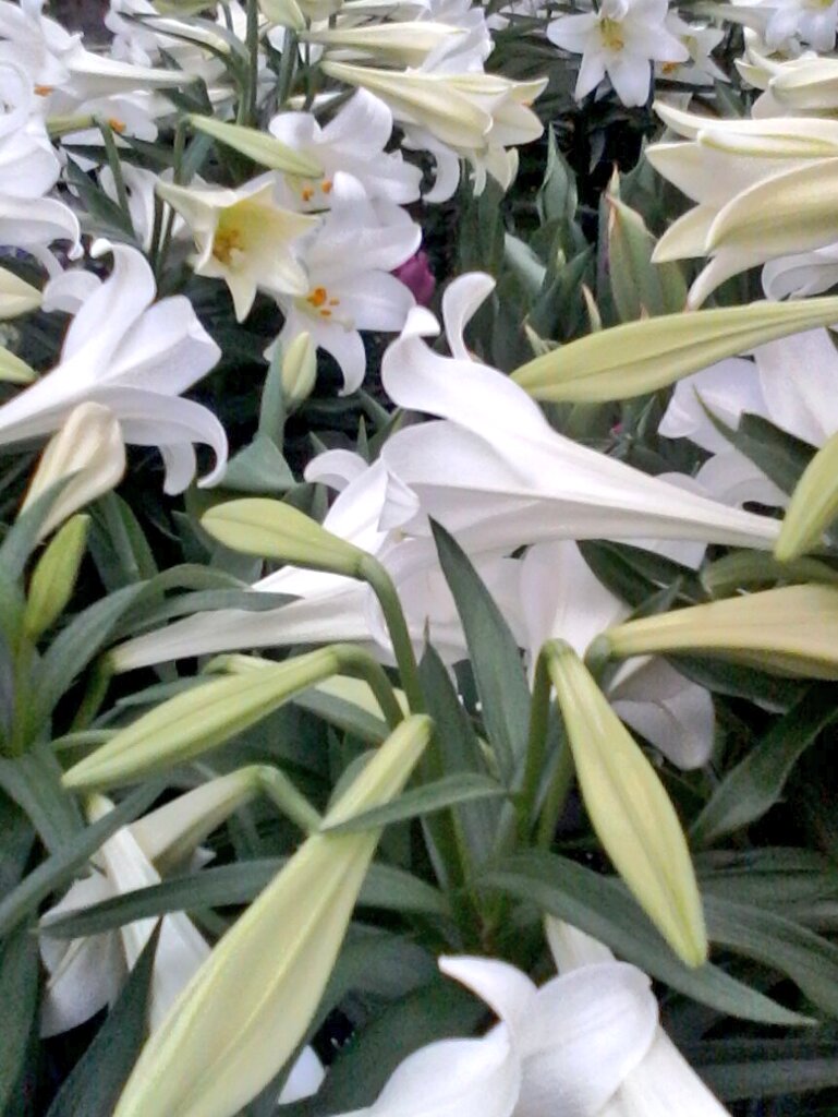 GlobalDoves's tweet image. HAPPY EASTER!