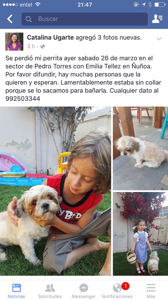 ÑUÑOA, extraviada 26-03 sector Emilia Téllez con Pedro Torres, no llevaba collar, favor RT