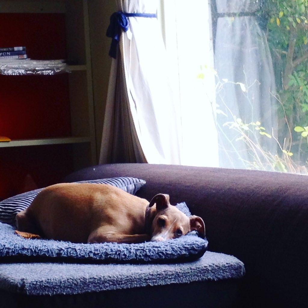 jivingvoodoo's tweet photo. Sleeping in on Easter https://t.co/CvDva4HT9B