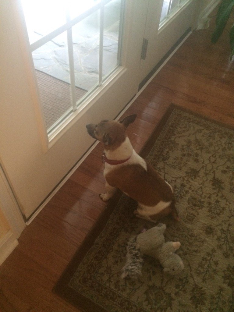 LoganSaunders14's tweet photo. @MsJSpence As a daily responsibility I carry the weight of taking care of this pup. https://t.co/E5Lwvwcre4