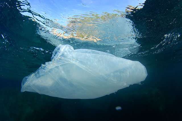 Greenpeace's tweet photo. Want a side of…plastic with that? How #ocean pollution is finding its way to dinner tables https://t.co/Fq9mHEL3H1 https://t.co/xGxOtETLCM