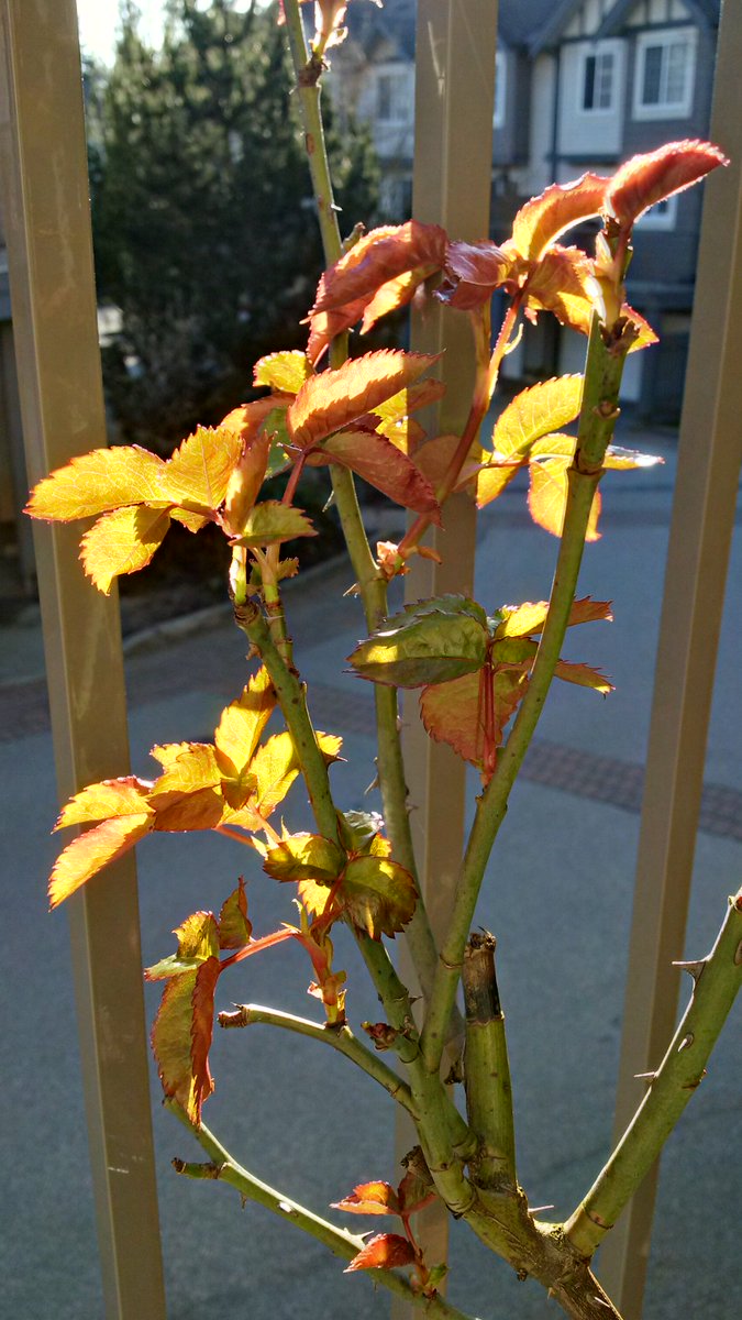I can tell she's gearing up for a fabulous season #roses #34of40 #40fabulousthings