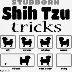 littlebeastben's tweet photo. bol! dis iz almost true excepz i luff fetch!🎾 #shihtzu #almosttruth https://t.co/T6Np0Hh92y
