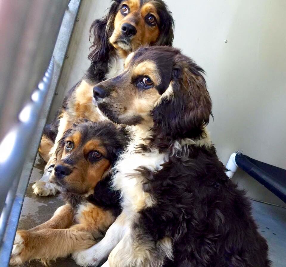 pupaid's tweet image. Rescue shelters are full of lovely pets desperate for forever homes. So visit one today &amp;amp; help safe a life :) #adopt