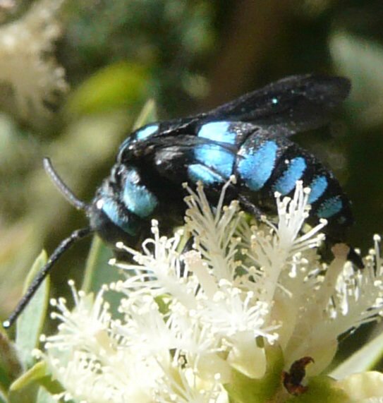 Going through some old wildlife photos taken during our Australia trip in 2008.   Blue hymenoptera