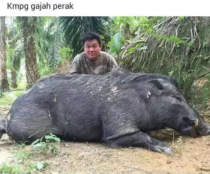 61 Gambar Babi Kampung Terbaik 61 Gambar Babi Kampung Terbaik