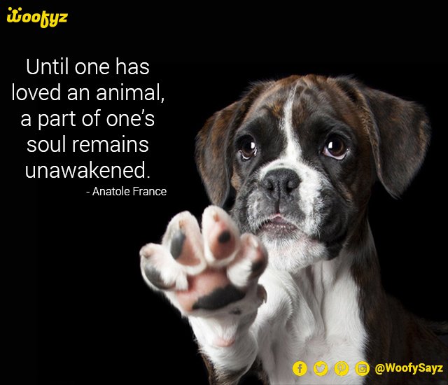 WoofySayz's tweet photo. Word. #dog #dogsoftwitter #mypet #WordsOfWisdom #animallovers #mansbestfriend #doglover #loveanimals https://t.co/FljkDjkIc1