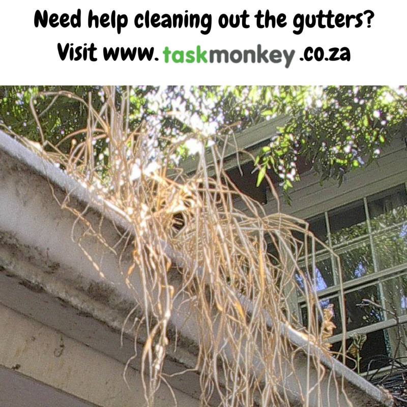 TaskMonkeyZA's tweet photo. Need help cleaning out the gutters? Hire a task monkey! #TasksMustFall #TaskMonkey #Money4 https://t.co/BdNFiprlqF