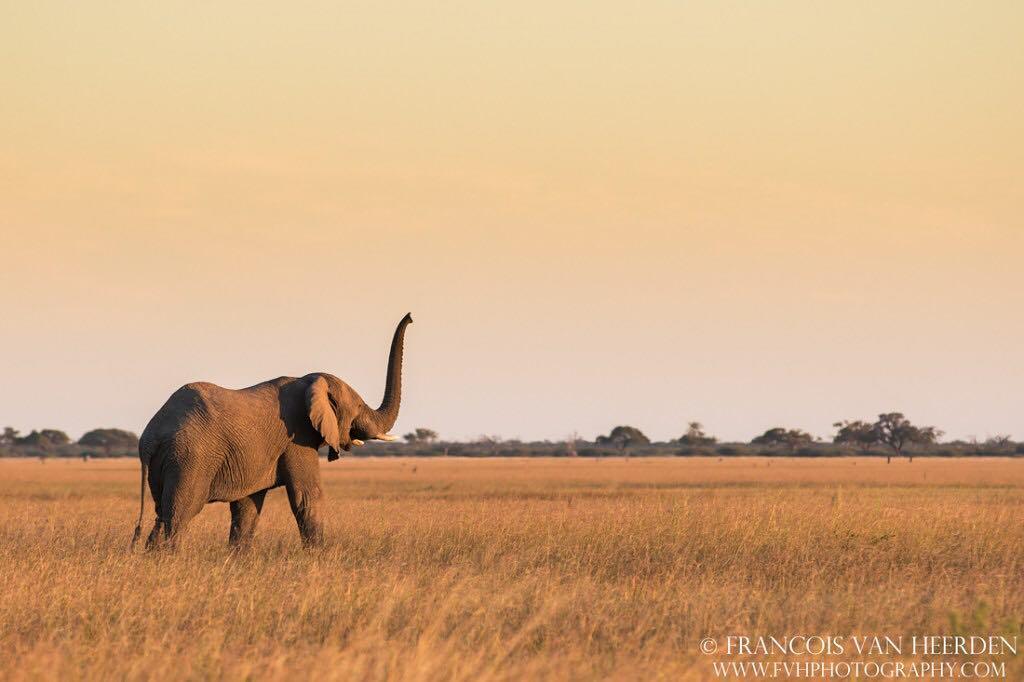 outdoorphotoza's tweet photo. What a great photo by @fvh_photography 
Be part of #ODPshutters •
•
•
•
•
•
#alwaysroaming… https://t.co/8n15ViwH9x https://t.co/H9xeLpOEf7