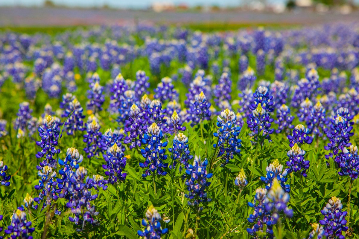 sh130south's tweet photo. The bluebonnets along @sh130toll are still looking great! These are between SH 45 and SH 80 in the Lockhart area. https://t.co/PiwaAID71S