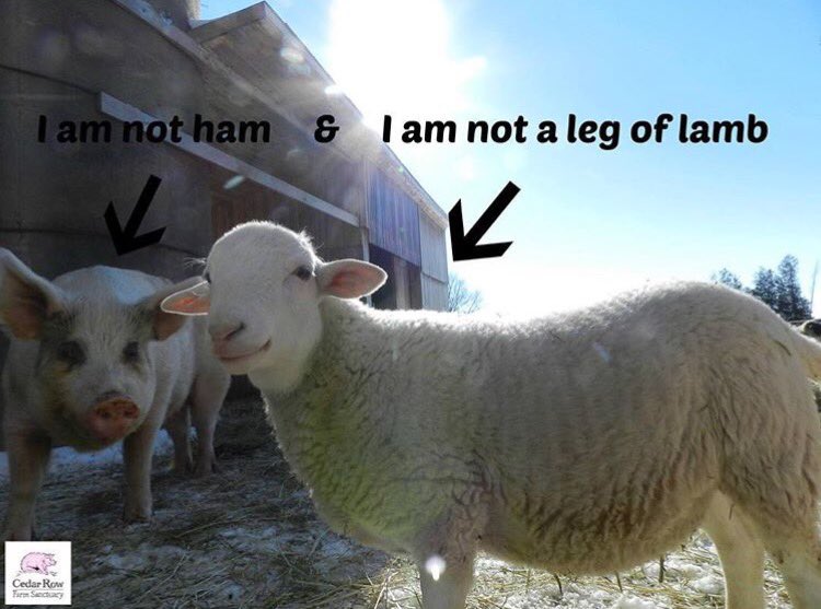 TorontoPigSave's tweet photo. Animals are not food.

Pic: @cedarrowfs 

#vegan https://t.co/cJoXUcVh6g