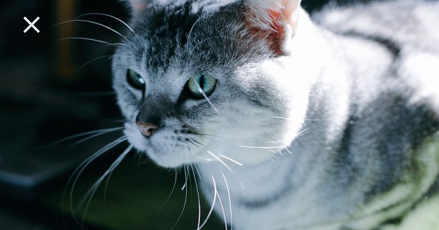 Hello it's me 😼 <a href="/ohmycatofficiel/">Ohmycat</a>  #cats #cat #chat #love #felin