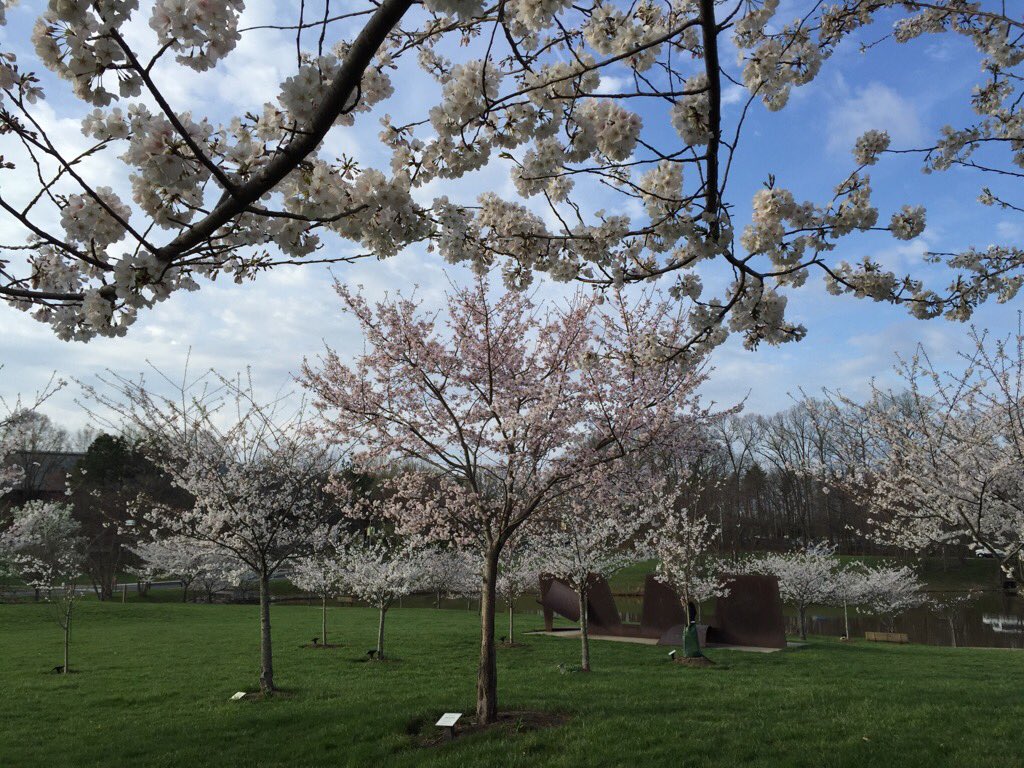 Beautiful sights of #MasonInSpring!  It's a great time to be <a href="/GeorgeMasonU/">George Mason University</a>. <a href="/GeorgeMasonNews/">George Mason News</a> @WorkingatMason
