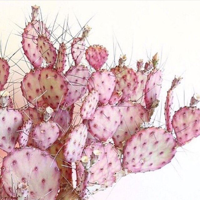 Ken jij het rosé goud onder de oliën al? Cactus vijg olie; 

aleezacosmetics.com/ingredienten/