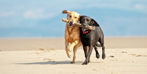 WeAcceptPets's tweet photo. #StableView offers a peaceful retreat in #Cornwall.
https://t.co/20C4HB7Z2L
#SelfCatering #DogFriendly #Holiday #UK https://t.co/dgsFpGtZni