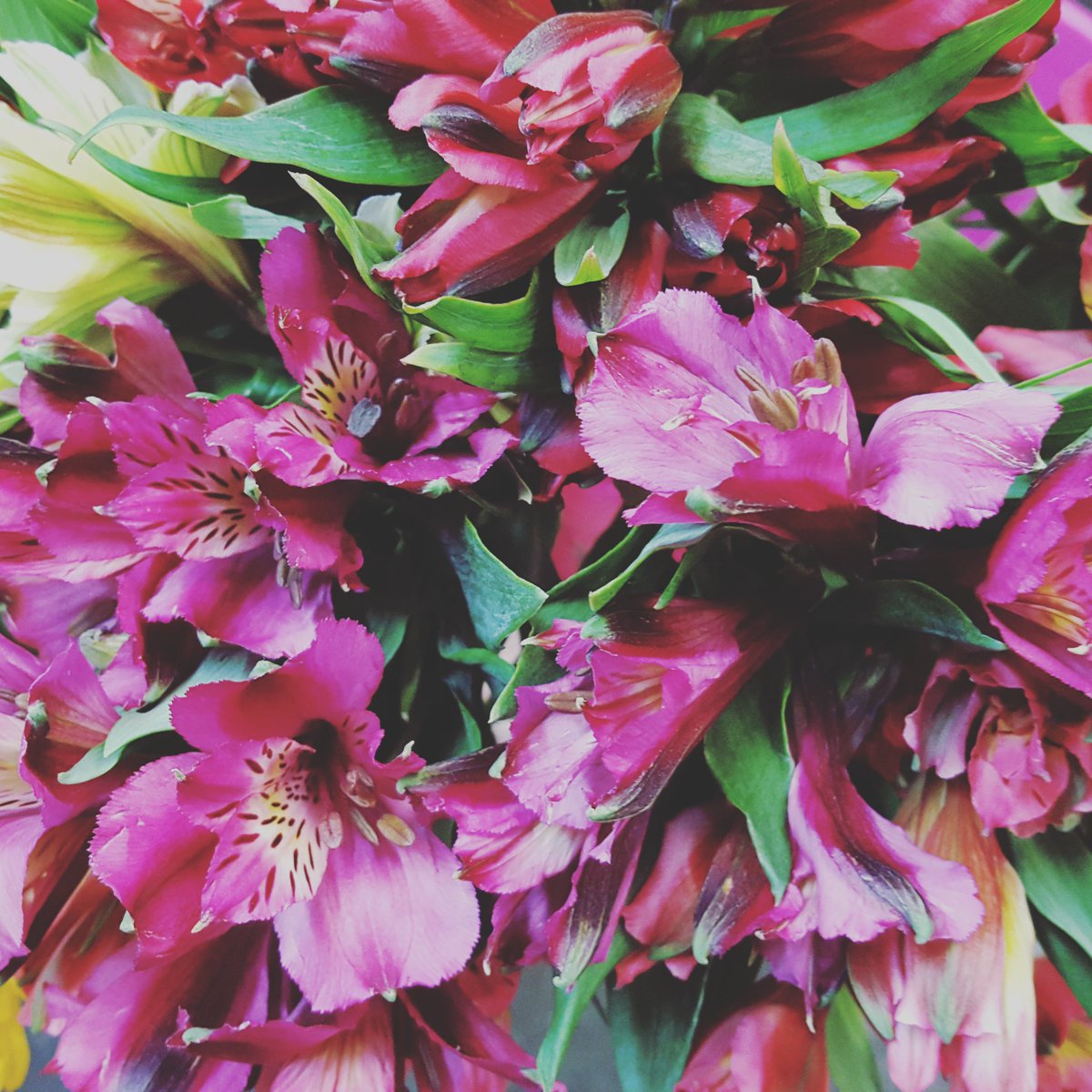 Burkland's Florist (burklandsflrst) Twitter