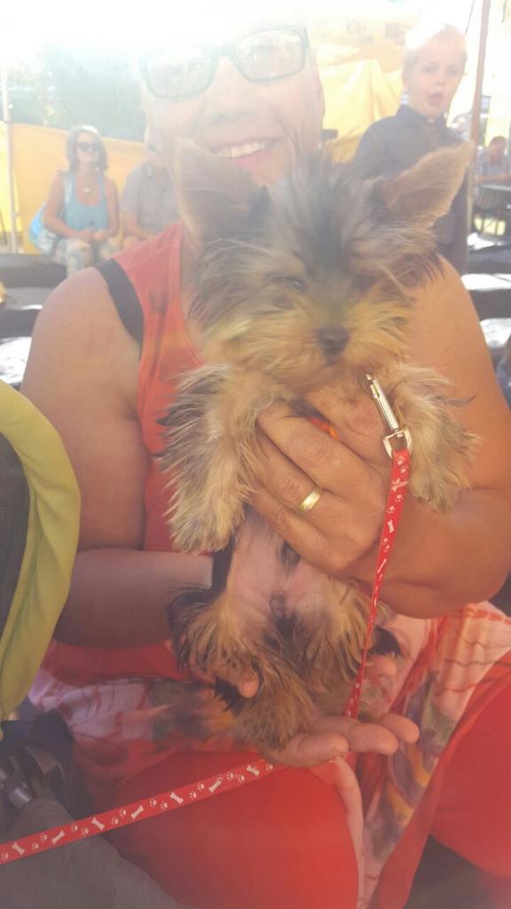 HaideeMuller's tweet photo. Sy naam is Mcguyver die klein Yorkie by die verhoog by @zarsg..#absakknk met @Martelizebrink en @DowweDolla007 https://t.co/cWIxoC8blO