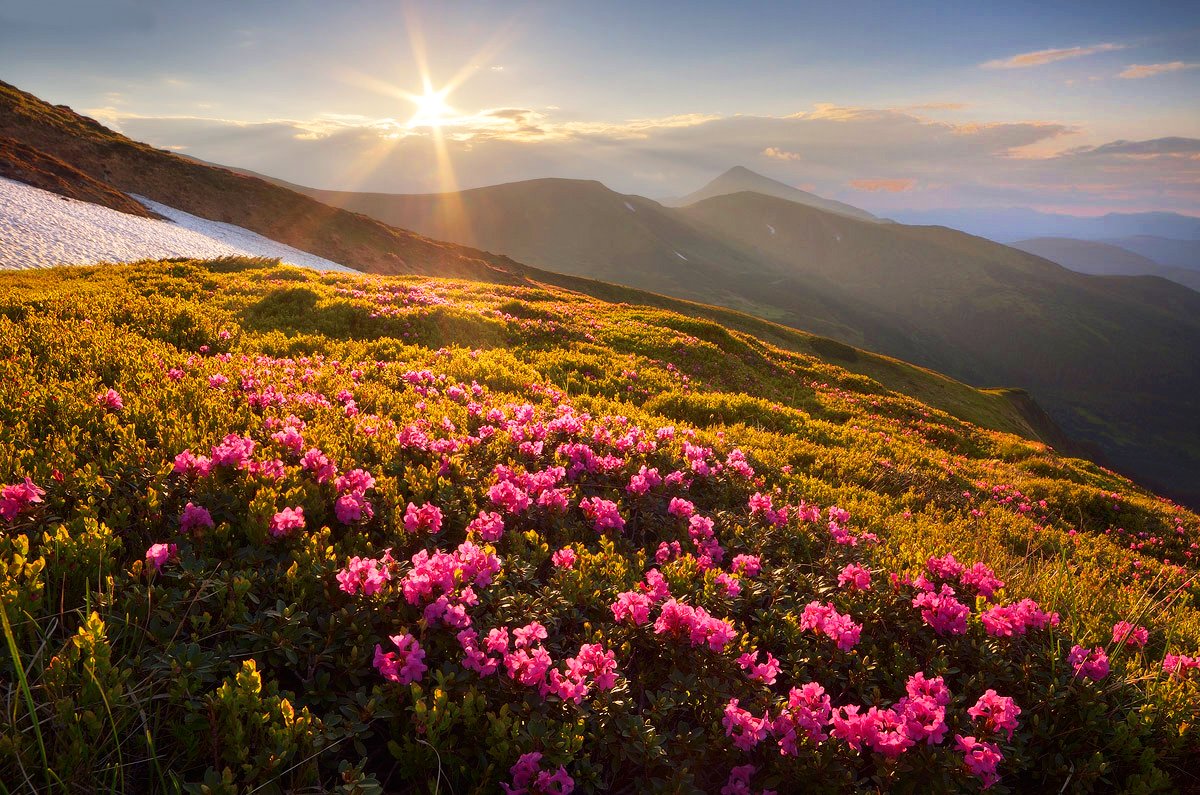 bestofukraine's tweet photo. #Carpathian #Mountains. When Chervona #Ruta Blooms > https://t.co/onvKGB84N9 #itsukraine #flowers #travel #Ukraine https://t.co/F0jaTjsNNn