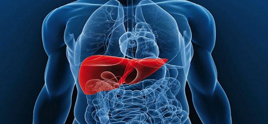 pharmaion's tweet photo. Study: #Tissue regeneration can be promoted by inactivating a certain-protein coding gene
https://t.co/DrXHKHN04E https://t.co/K8T4DdhYH0