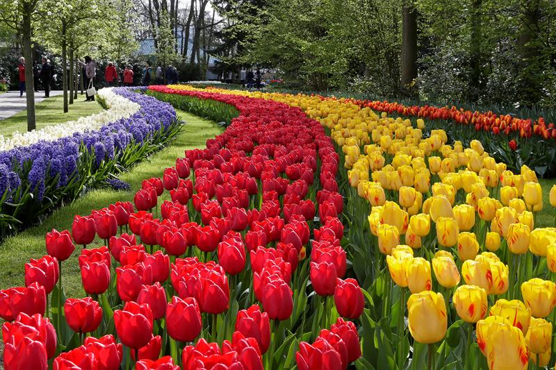 la_patilla's tweet photo. El parque floral “Keukenhof” rinde homenaje al Siglo de Oro holandés https://t.co/LA4wfwIu57 https://t.co/sb5f9TGdfd