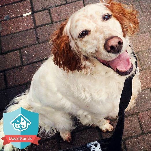 roverdotcom_it's tweet photo. Buona Pasquetta a tutti da Nana #englishsetter #beautiful #instadog #instacane #canidiinst… https://t.co/NbM5RRAGwF https://t.co/f32ONfHQCl