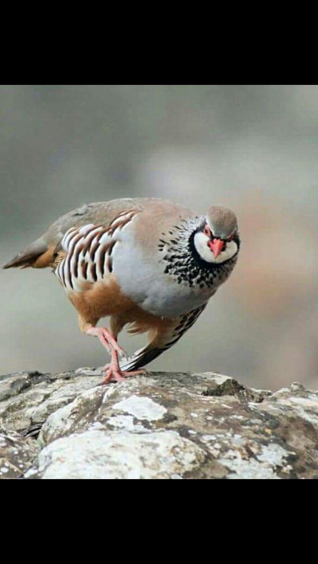 Azor4gGregorio's tweet photo. Los pájaros así de valientes encerrados en la jaula para cazarlos no valen ningunos tienen que ser más cobardes https://t.co/6Le8HZ7rkW