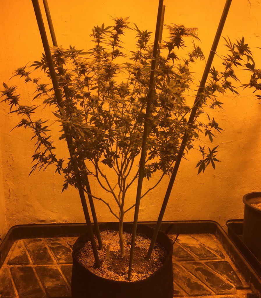 LetThereBeRoth's tweet photo. Here is a great example of what a properly vegged plant looks like 4 weeks into a 10 week bloom cycle. Bio Diesel https://t.co/d4ppkxfRnT