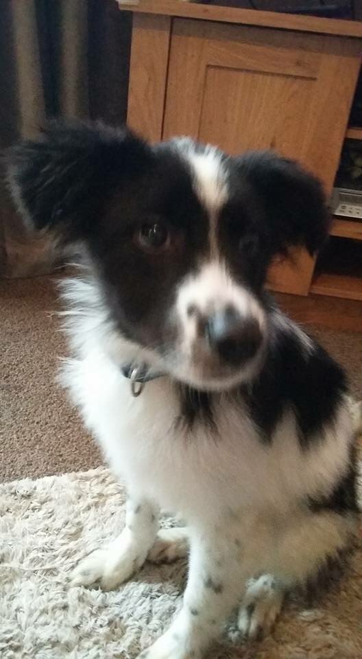 HopeforPerreraDogs tweet media