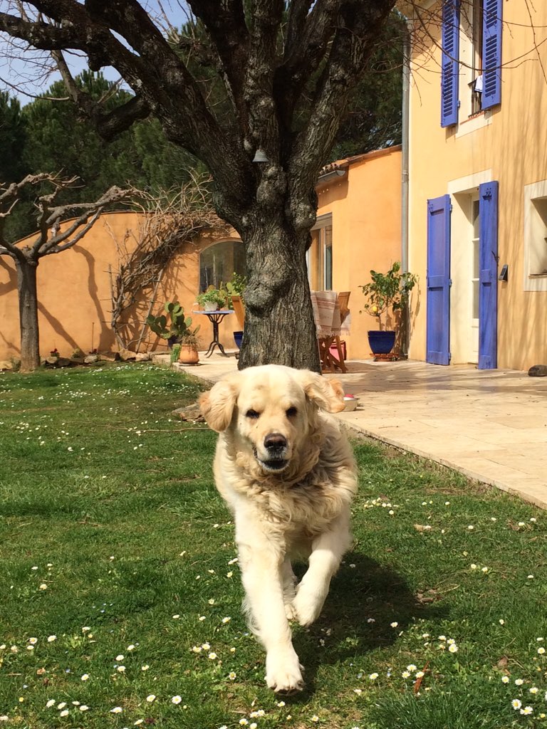 GaetanGrieves's tweet photo. C'est l'heure du point #ConDeChien pour @Syll20x  avec un peu de @Vyvarium dedans https://t.co/QsViraFSbO