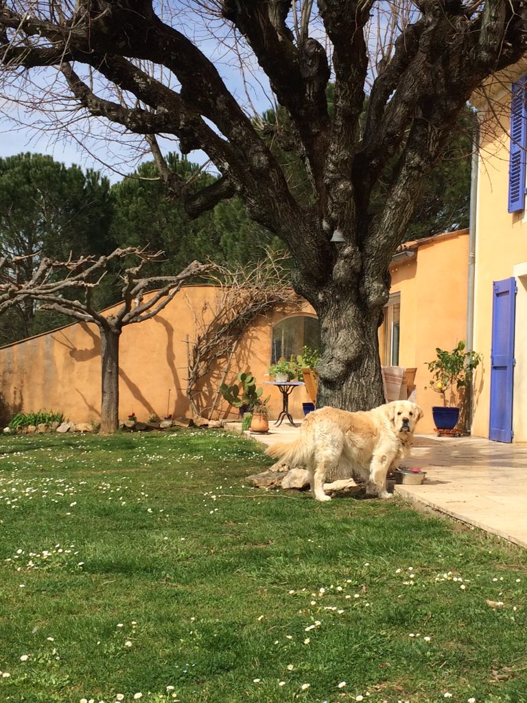 GaetanGrieves's tweet photo. C'est l'heure du point #ConDeChien pour @Syll20x  avec un peu de @Vyvarium dedans https://t.co/QsViraFSbO