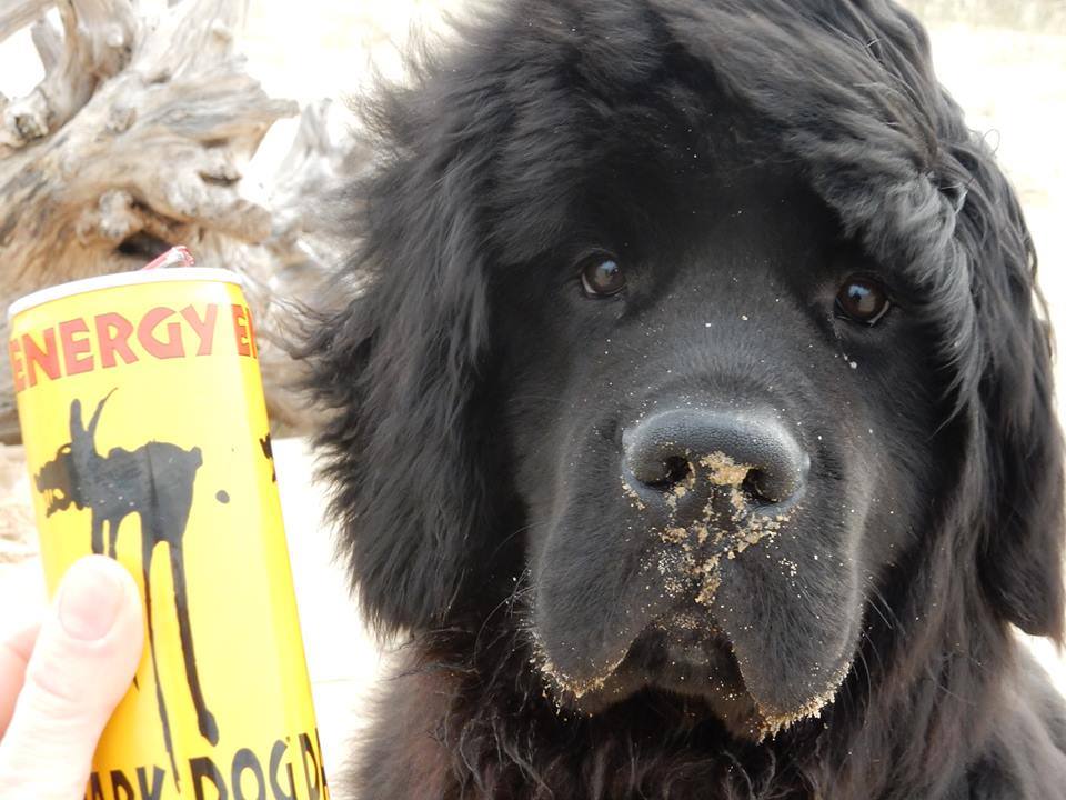 DARKDOGworld tweet picture