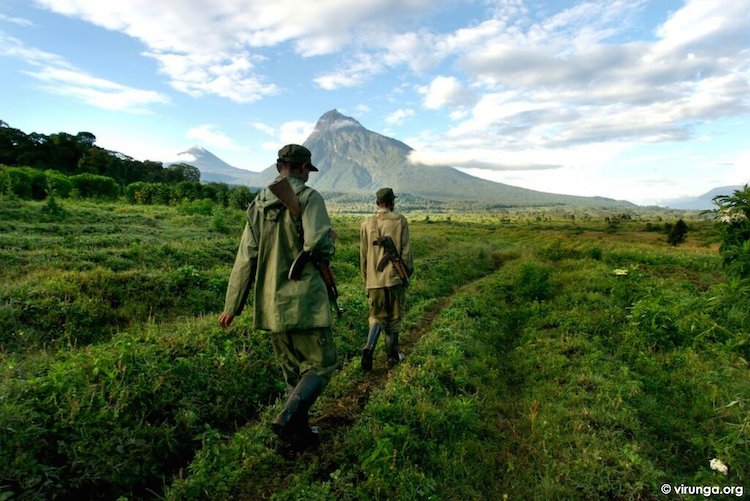 Troubles continue in Virunga, Africa’s oldest national park, as rangers killed virg.in/Vfr #savevirunga
