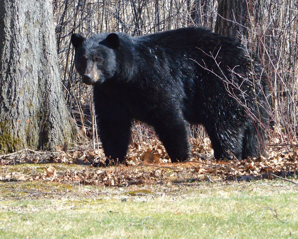 CTEnConPolice's tweet photo. Speaking of bears, check out this photo that one of our Facebook friends shared with us last week! #BeBearAware https://t.co/iHzJl1yo4i
