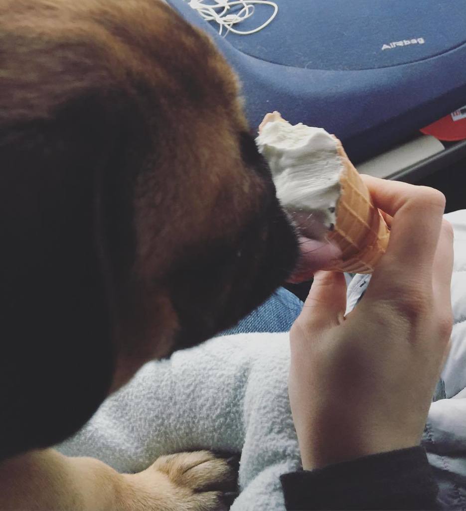 Puglee_Pug's tweet photo. First icecream this year - thats a good sign of SPRING ☀️🍦 #pug #icecream #ice #spring #pugs #springpug #icepug #pu… https://t.co/nTCsJENhWs