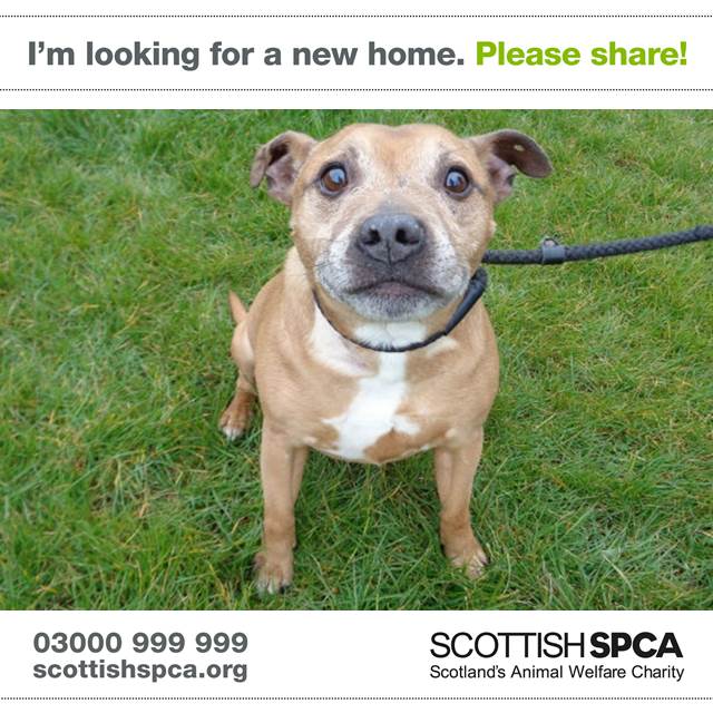 Who can resist these sad eyes? Seal the senior loves cuddles and just wants a loving home > scottishspca.org/rehome/details…