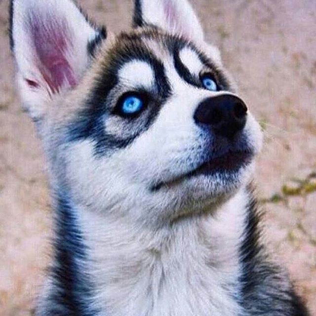 thecoollama's tweet image. It is a myth that dogs 🐶🐶 are color blind. They can actually see in color, just not as vividly as humans.